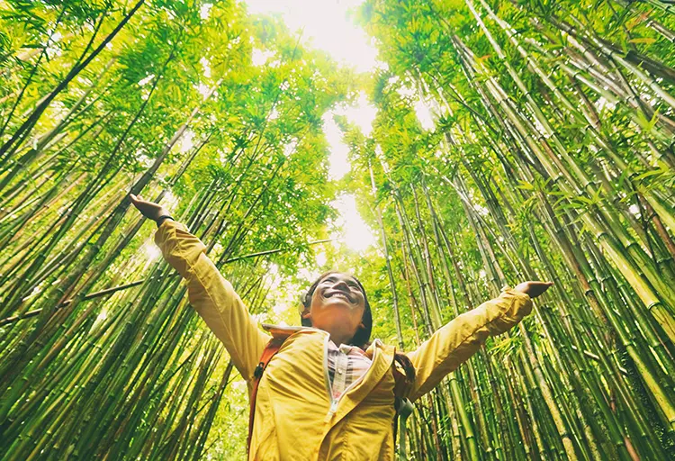 NAEM FORUM23 themed image of a sustainable eco-friendly hiker walking in natural bamboo forest