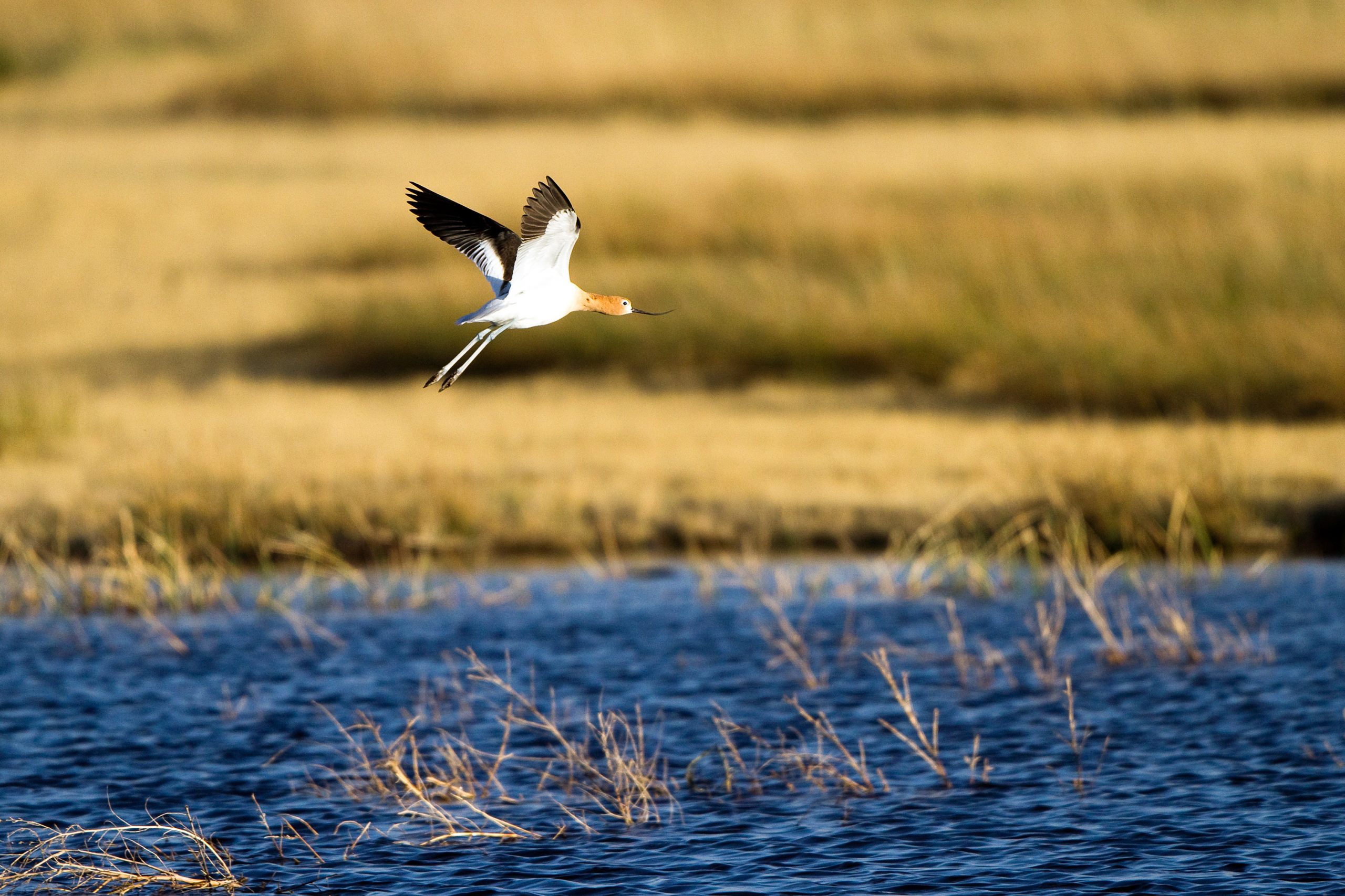 American Avocet in flight over the ripply blue water of a marsh
