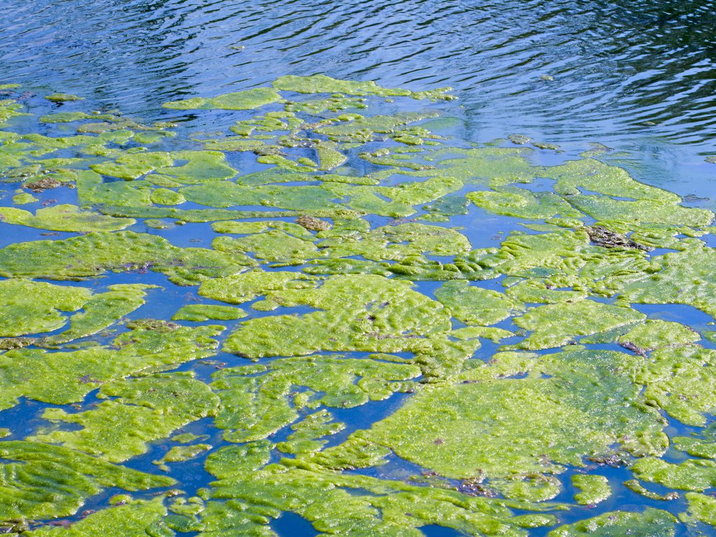 How to Naturally Improve Algae Control in Ponds - Apex Companies