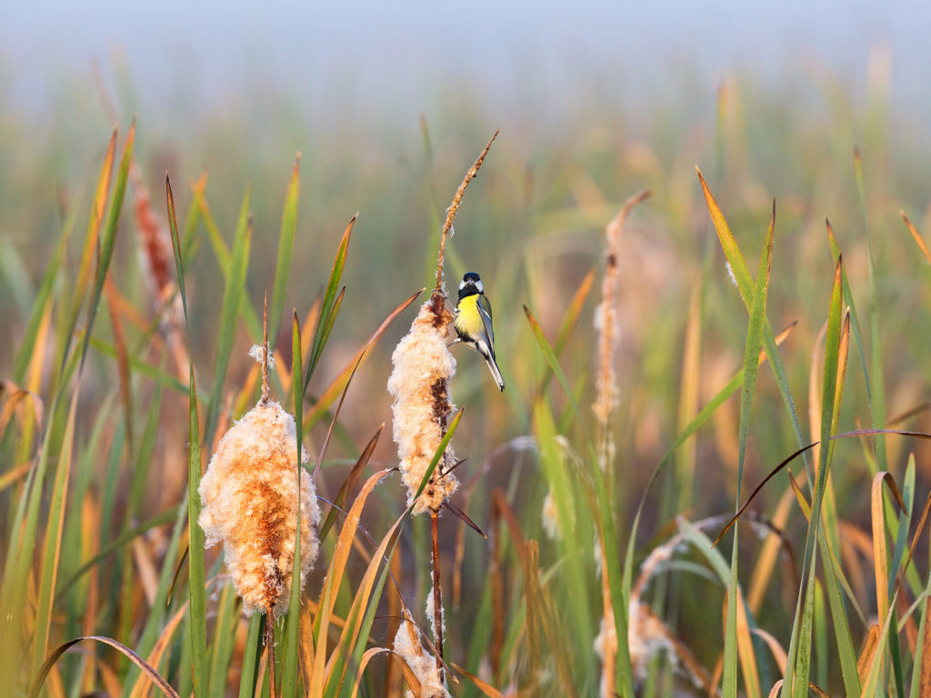 Great tit sitting on a bulrush straw in the wetland