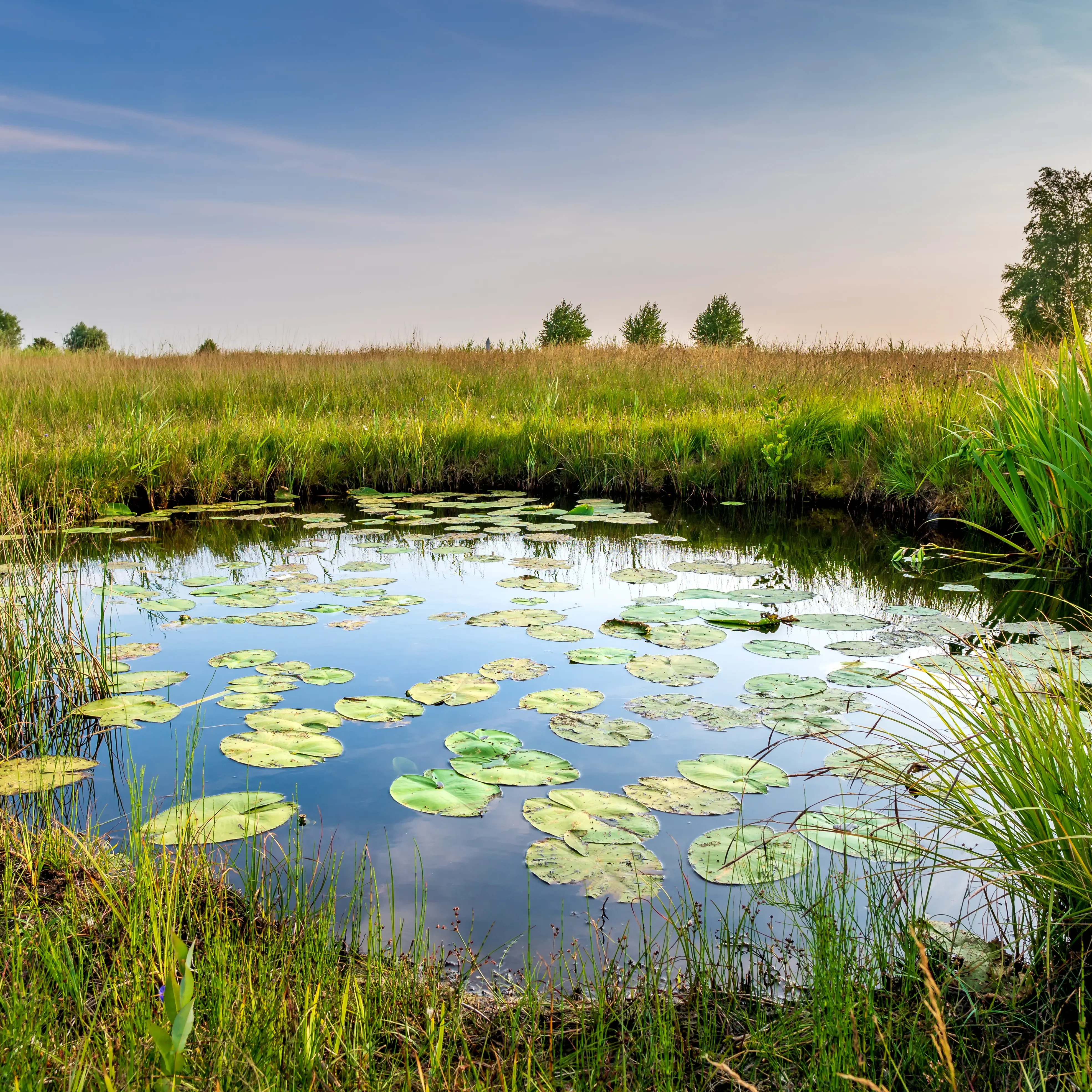A wetlands pond with lily-pads surrounded by tall grasses, where Apex provided water resources services.