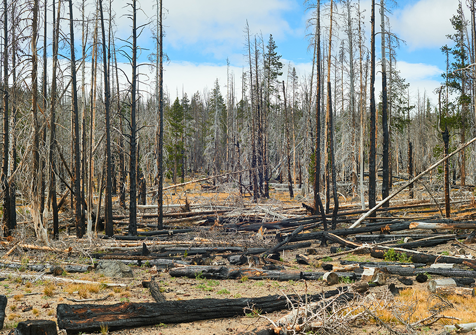 Burnt and dead trees in a forest after a wildfire, contributing to nature-related risks. 