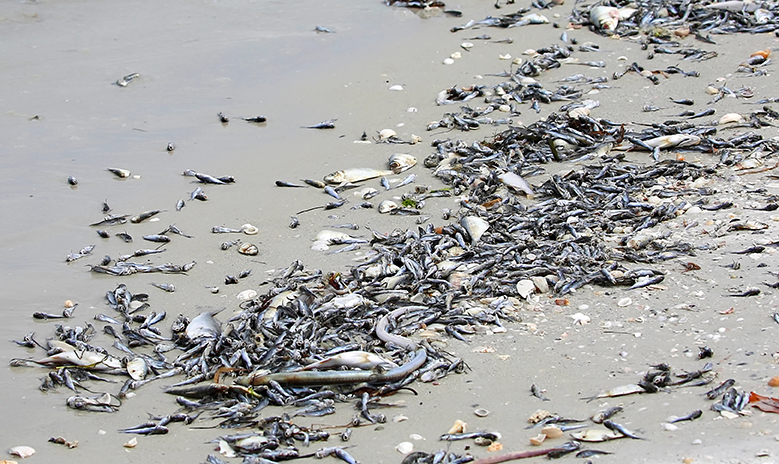Hundreds of dead fish washed up on the shore, whose loss contributes to nature-related risks.