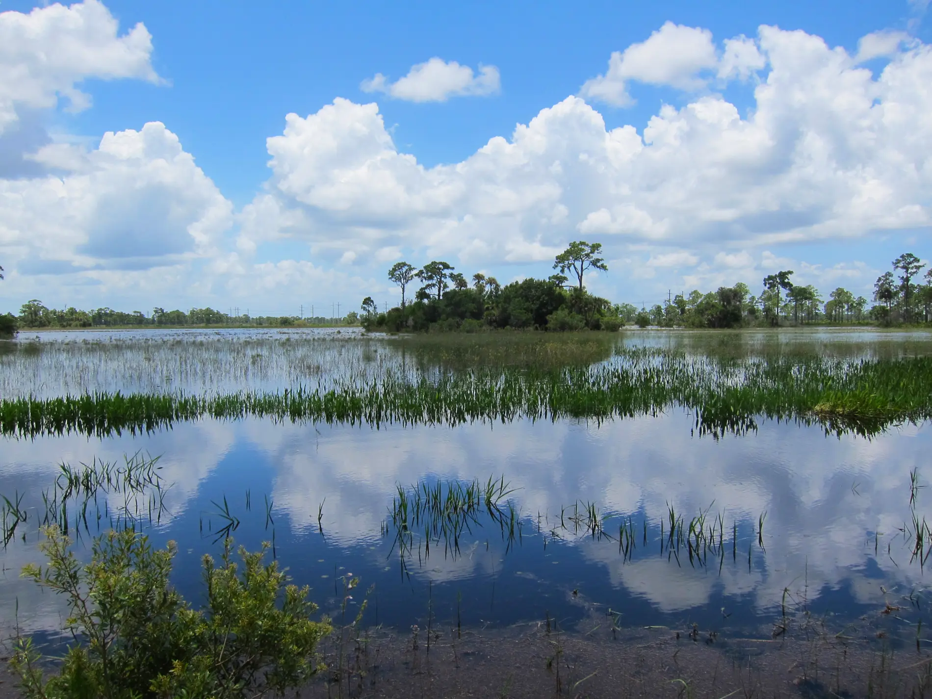 Restored wetland hydroperiods in Yucca Pens Preserve, part of the Coastal and Heartland National Estuary restoration program in Lee County, Cape Coral, FL.