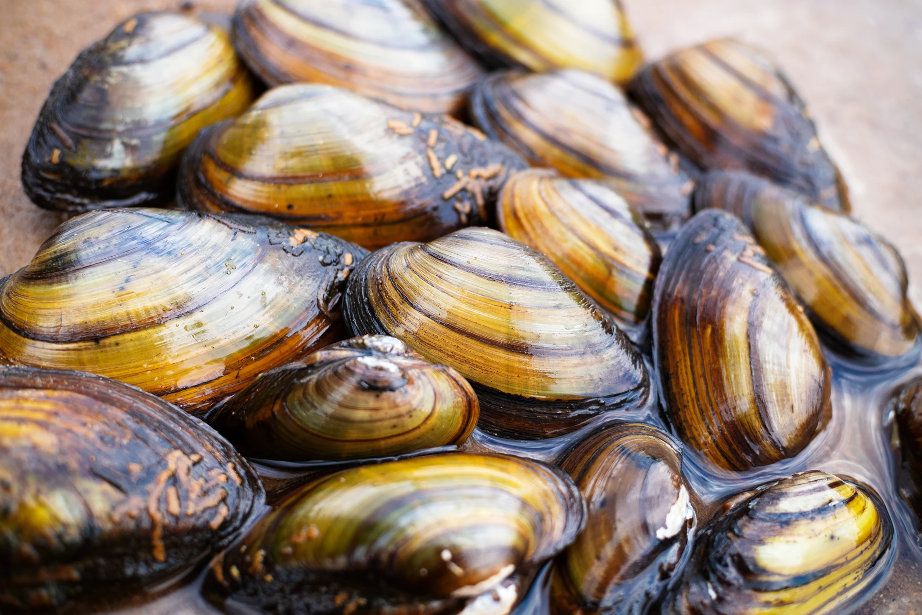 Giant floater mussels saved by a mussel restoration project along the Mississippi River in the Midwest US.
