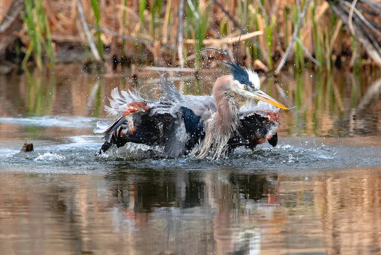 Great Blue Heron in a frenzied water bath in a wetland that is part of the waters of the United States (WOTUS) and Clean Water Act.