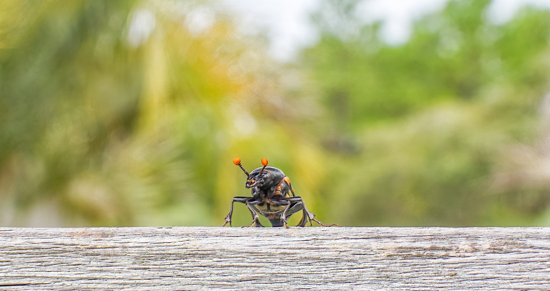Close up of the federally endangered American burying beetle perched on a log